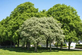 Flowering Sorbus Intermedia tree in front of chestnut tree in Ystad municipality, Skåne county,