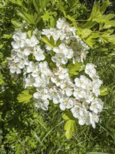 Hawthorn flowers (Crataegus) in Ystad municipality, Skåne County, Sweden, Scandinavia
