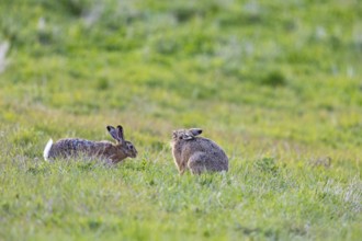 European hare (Lepus europaeus) Germany
