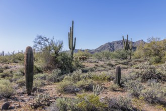 Variety of native cacti at the White Tank Mountain Regional Park in Phoenix, Arizona, USA