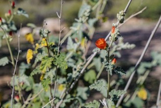 Close up of a budding desert globe mallow (Sphaeralcea ambigua) plant at the White Tank Mountain