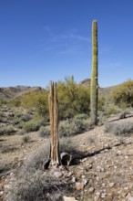 Healthy and dead Saguaro (Carnegiea gigantea) cacti at the White Tank Mountain Regional Park in