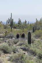 Variety of native cacti at the White Tank Mountain Regional Park in Phoenix, Arizona, USA