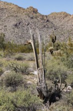 Skeleton of a dead Saguaro (Carnegiea gigantea) cactus at the White Tank Mountain Regional Park in