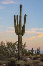 Silhouette of saguaro (Carnegiea gigantea) cacti on the evening sky at the White Tank Mountain