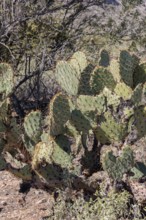 Priclky pear cactus at the White Tank Mountain Regional Park in Phoenix, Arizona, USA