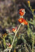 Close up of a budding desert globe mallow (Sphaeralcea ambigua) plant at the White Tank Mountain