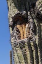 Scar from a broken branch on a Saguaro (Carnegiea gigantea) cactus at the White Tank Mountain