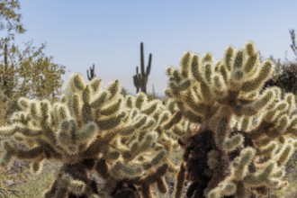 Closeup of a teddy bear cholla (Cylindropuntia bigelovii) cactus at the White Tank Mountain