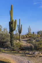 Hiking trail passes a variety of native cacti at the White Tank Mountain Regional Park in Phoenix,