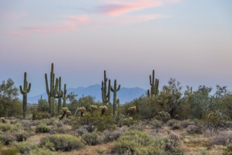 Silhouette of saguaro (Carnegiea gigantea) cacti on the evening sky at the White Tank Mountain