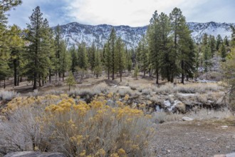 Yellow rubber rabbitbrush and pine trees on a meadow at the Acastus Trailhead in the Spring
