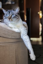 Domestic house cat resting on its cat bed