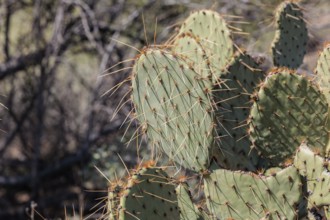 Priclky pear cactus at the White Tank Mountain Regional Park in Phoenix, Arizona, USA