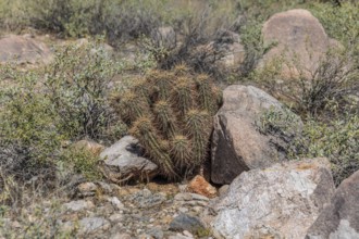 Teddy bear cholla (Cylindropuntia bigelovii) cactus at the White Tank Mountain Regional Park in