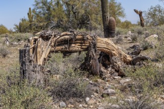 Skeleton of a dead Saguaro (Carnegiea gigantea) cactus at the White Tank Mountain Regional Park in
