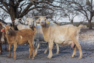 Domesticated goat livestock raised for meat producion on a ranch in Sonora, Texas, USA