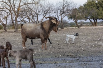Adult ram and newborn domesticated goat livestock raised for meat producion on a ranch in Sonora,