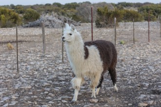 Domesticated alpaca livestock helps to protect goats from predators on a ranch in Sonora, Texas,