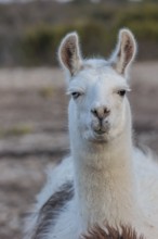 Domesticated alpaca livestock helps to protect goats from predators on a ranch in Sonora, Texas,