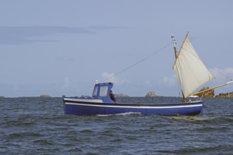 A sailing boat crosses the sea with hoisted sails under a blue sky, fishing, St Agnes, Isles of