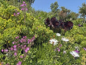 Lush garden with colourful flowers and succulents under a clear blue sky, St Agnes, Isles of