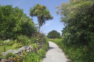 A narrow path lined with trees and palm trees, surrounded by green vegetation under a blue sky, St
