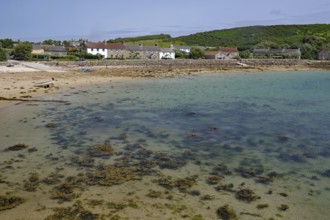Beach with seaweed, calm sea and houses in the background under blue sky, Tresco, Isles of Scilly,