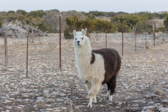 Domesticated alpaca livestock helps to protect goats from predators on a ranch in Sonora, Texas,