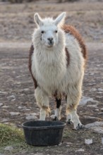 Domesticated alpaca livestock helps to protect goats from predators on a ranch in Sonora, Texas,