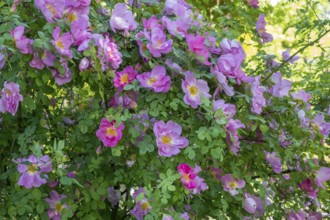 Rose, shrub rose, North Rhine-Westphalia, Germany