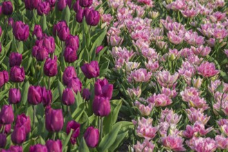 Bed with tulips (Tulpia), Münsterland, North Rhine-Westphalia, Germany