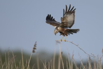 Marsh harrier (Circus aeruginosus), Texel, Netherlands