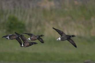 Brent goose (Branta bernicla), Texel, Netherlands