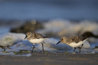 Avocet (Recurvirostra avosetta), Texel, Netherlands