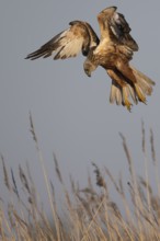 Marsh harrier (Circus aeruginosus), Texel, Netherlands