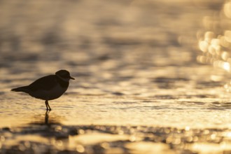 Ringed Plover (Charadrius hiaticula), Texel, Netherlands