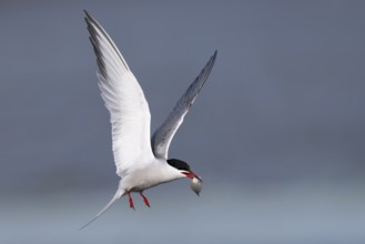 Common Tern (Sterna hirundo), Texel, Netherlands