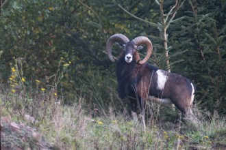 Mouflon, Widder, Eifel, Rhineland-Palatinate, Germany