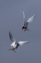 Common Tern (Sterna hirundo), Texel, Netherlands