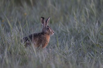 European hare (Lepus europaeus), Texel, Netherlands