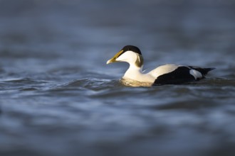 Eider duck (Somateria mollissima), Texel, Netherlands