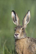 European hare (Lepus europaeus), Texel, Netherlands