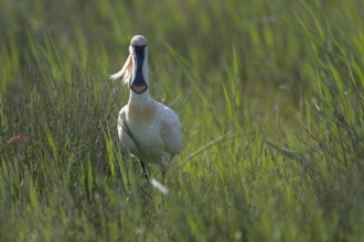 Spoonbill (Platalea leucorodia), Texel, Netherlands