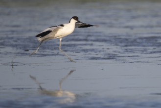 Avocet (Recurvirostra avosetta), Texel, Netherlands