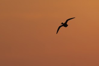 Mallard (Anas platyrhynchos), Texel, Netherlands