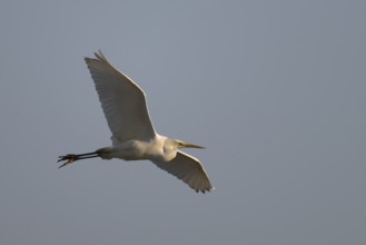 Little Egret (Egretta garzetta), Texel, Netherlands