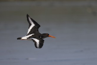 Oystercatcher (Haematopus ostralegus) in flight, Texel, Netherlands
