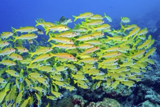 Large school of blue-striped snapper (Lutjanus kasmira), Indian Ocean, Maldives