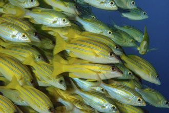 Underwater photo close-up of large school of blue-striped snapper (Lutjanus kasmira), Indian Ocean,